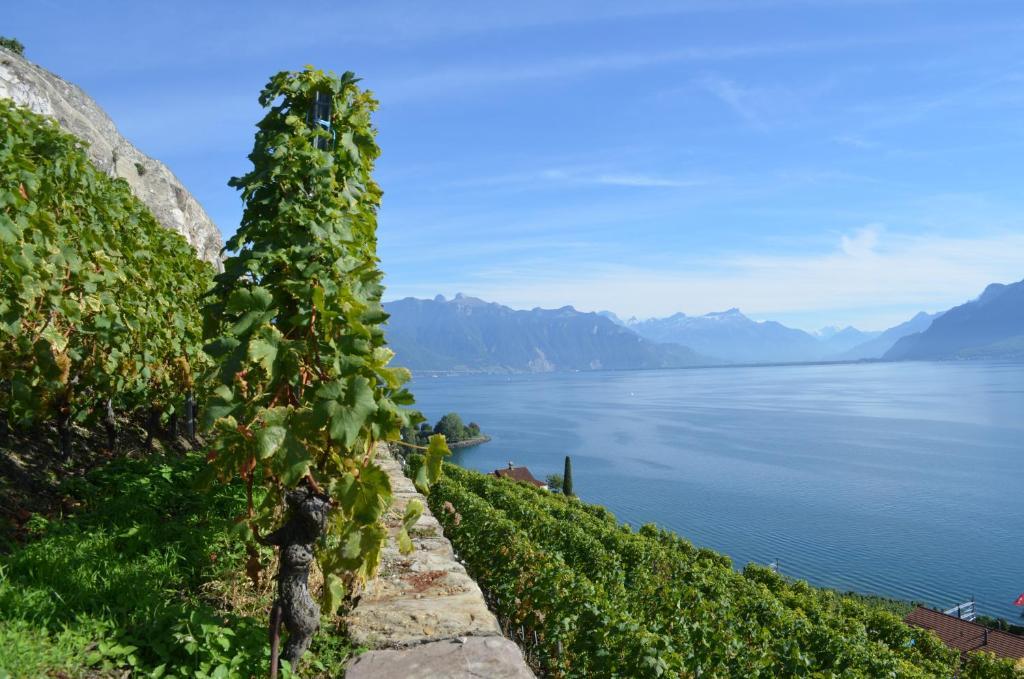 Domaine Du Burignon Hotel Saint-Saphorin Kültér fotó